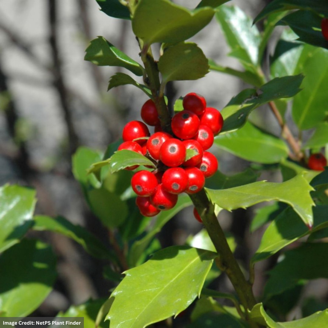 Holly – Blue Maid (F) – #3 Container